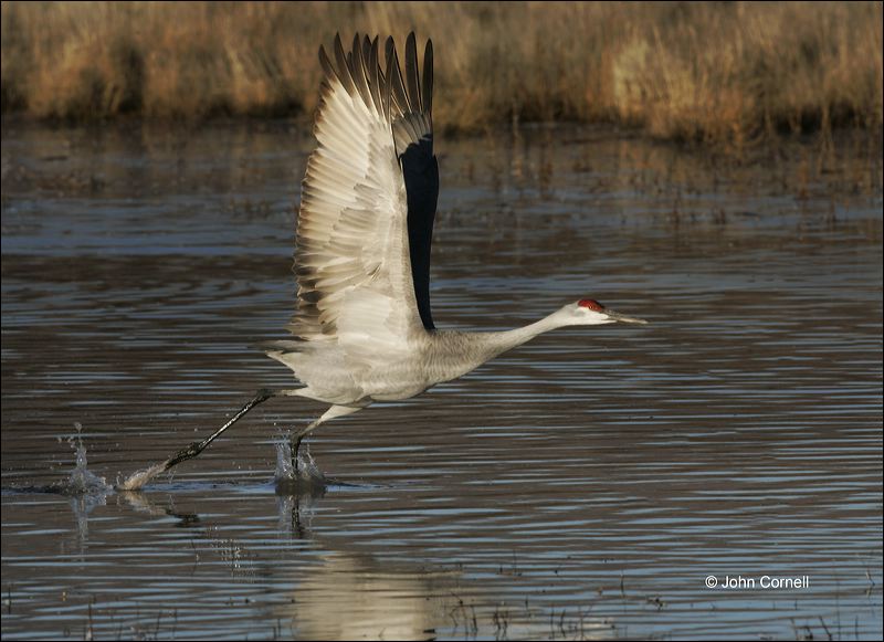 Sandhill Crane;Crane;Flight;Grus canadensis;flying bird;one animal;close-up;color image;nobody;photography;day;outdoors. Wildlife;birds;animals in the wild;flight;Flying bird;action;aloft;behavior;fly;flying;soar;wing;winged;wings;Color Image;Photography;Birds;Animals in the Wild;Action;Active;in flight;motion;movement;soaring;Flying Bird;active;aerodynamic;glide;gliding